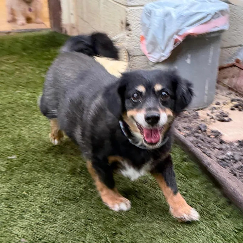 A senior small-sized female Black Dachshund dog named Mindy & Peanut Bonded for adoption in Phoenix, AZ