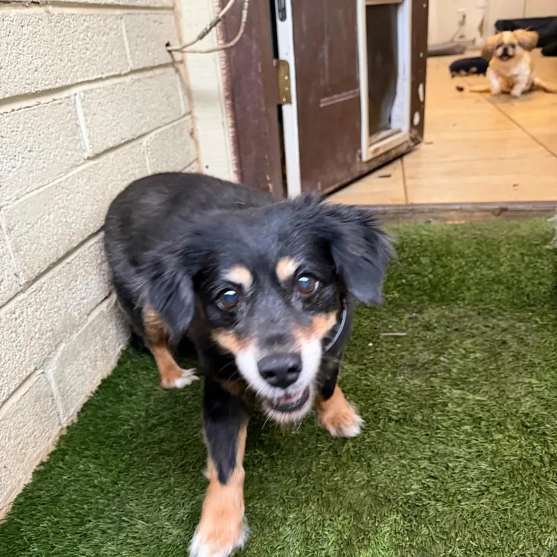 Mindy & Peanut Bonded thumbnail 2