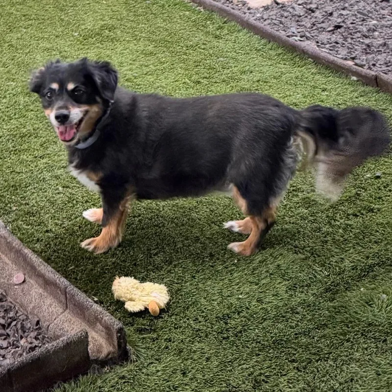 Mindy & Peanut Bonded thumbnail 3