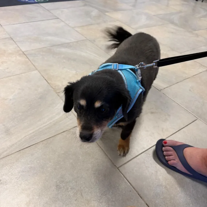 Mindy & Peanut Bonded thumbnail 4