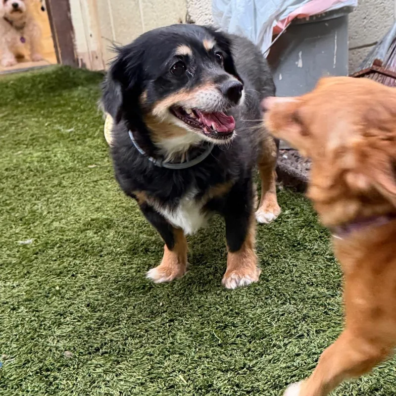 Mindy & Peanut Bonded thumbnail 6