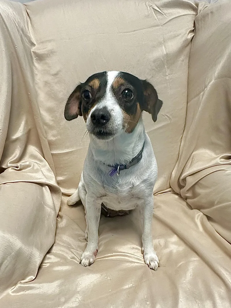 A young small-sized female Chihuahua dog named Stella for adoption in Walker, LA
