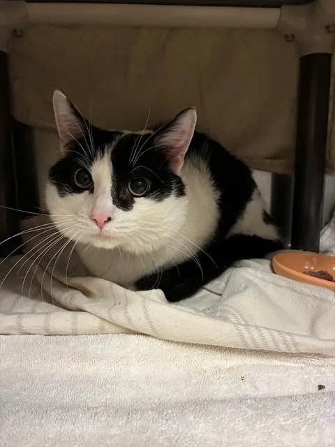 An adult medium-sized male Domestic Medium Hair cat named Judah for adoption in Minneapolis, MN
