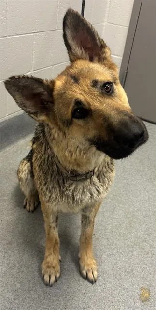 An adult large-sized female German Shepherd Dog dog named Destiny for adoption in Indianapolis, IN