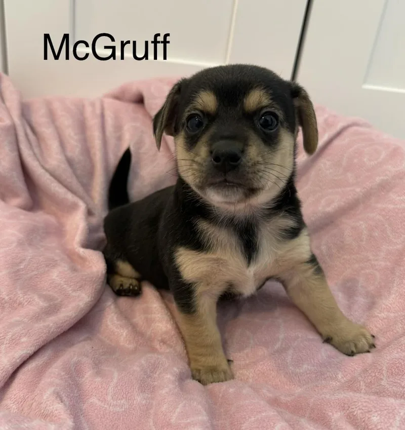 Mcgruff