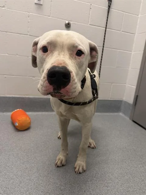 A young medium-sized male Dogo Argentino dog named Boss for adoption in Indianapolis, IN