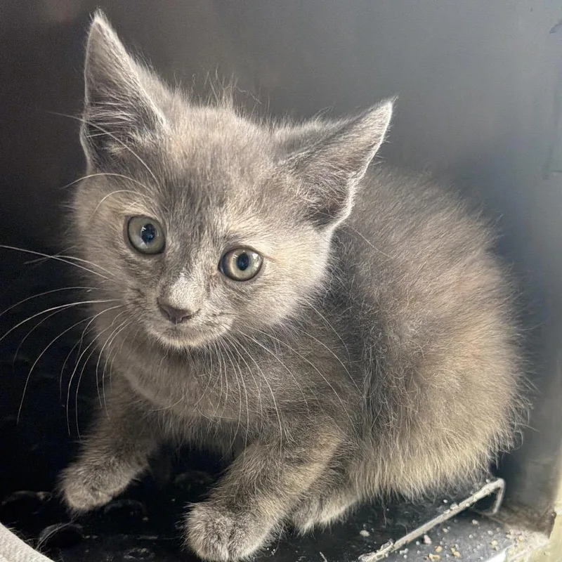 A baby small-sized female Gray / Blue / Silver Domestic Short Hair cat named Prue for adoption in Goshen, IN