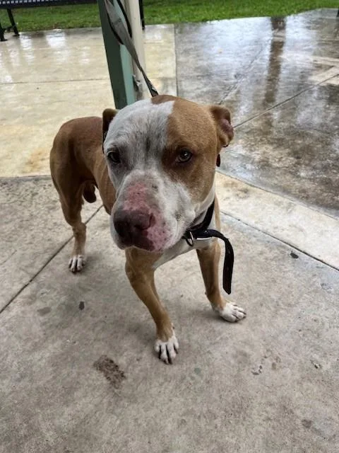 A young large-sized male American Bulldog dog named Duante for adoption in Miami, FL