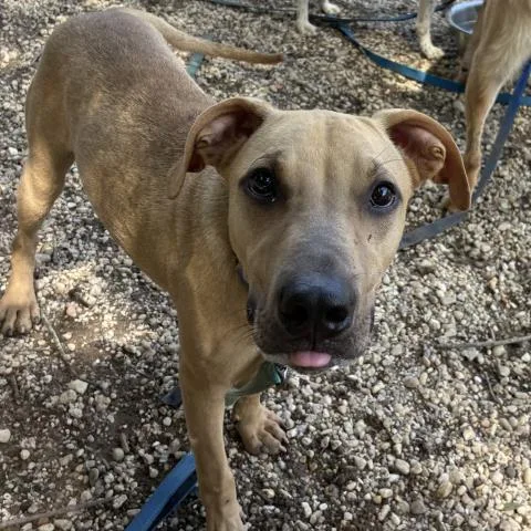 A young medium-sized male Mixed Breed dog named Rick for adoption in Pensacola, FL