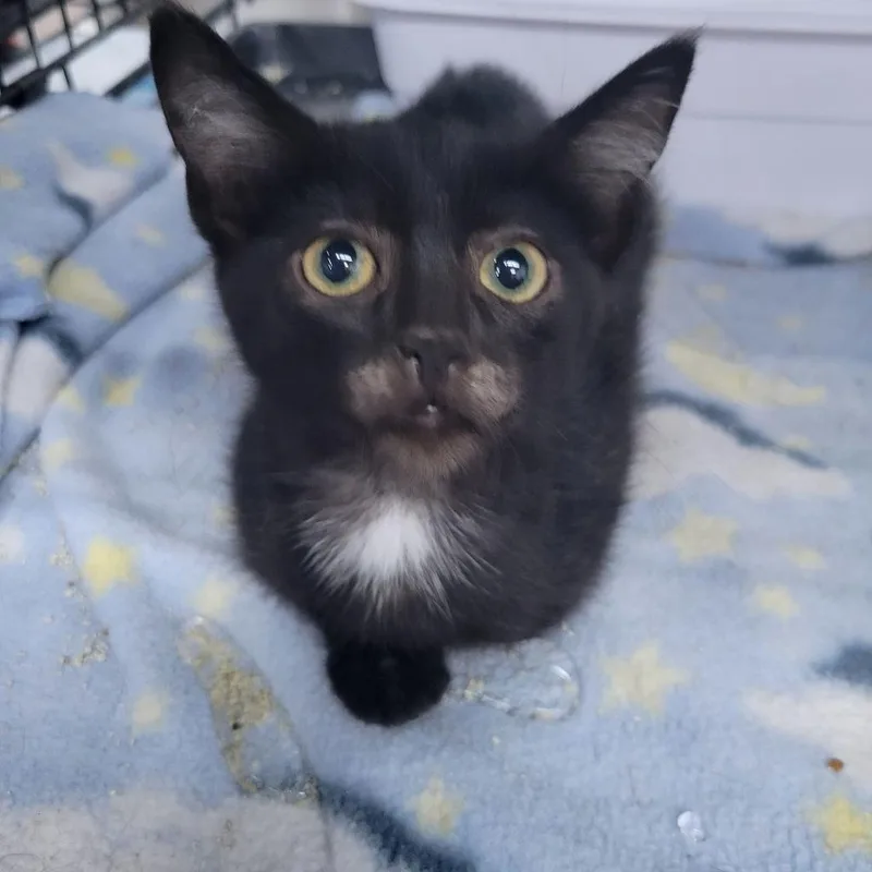 A baby medium-sized female Domestic Short Hair cat named Dassel for adoption in St. Cloud, MN