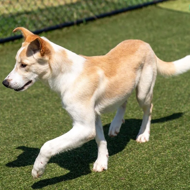 A young large-sized male Yellow / Tan / Blond / Fawn Yellow Labrador Retriever dog named Gus for adoption in Binghamton, NY