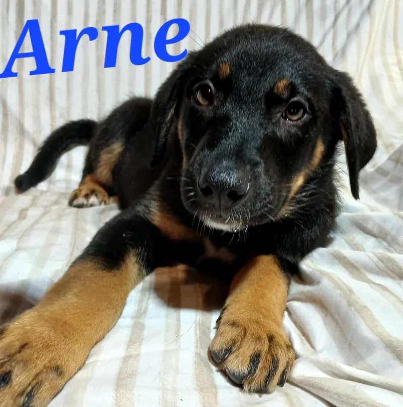 Arne