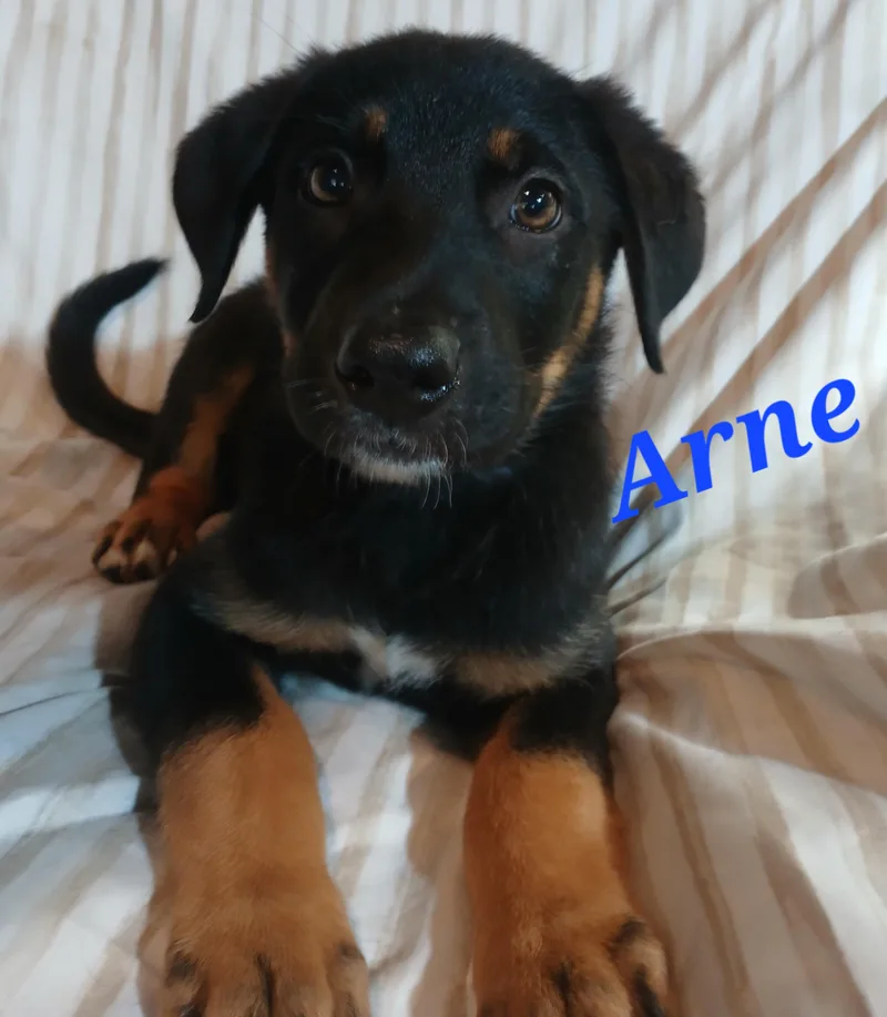 Arne thumbnail 2