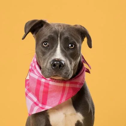 An adult medium-sized female Pit Bull Terrier dog named Bali for adoption in Atlanta, GA