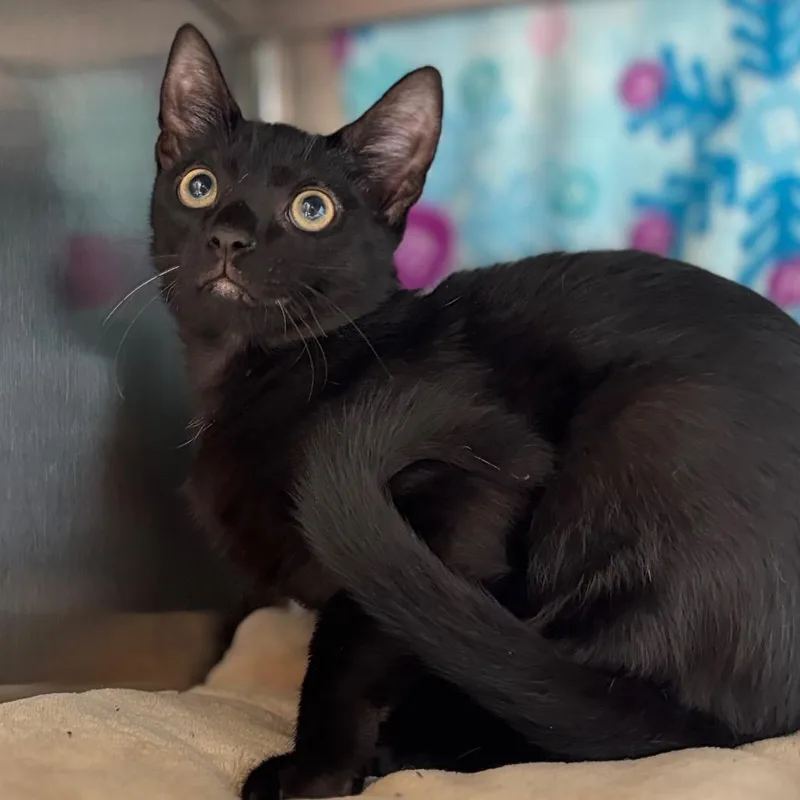 A baby medium-sized male Black Domestic Short Hair cat named KoolAid Jammers for adoption in Nashville, IN