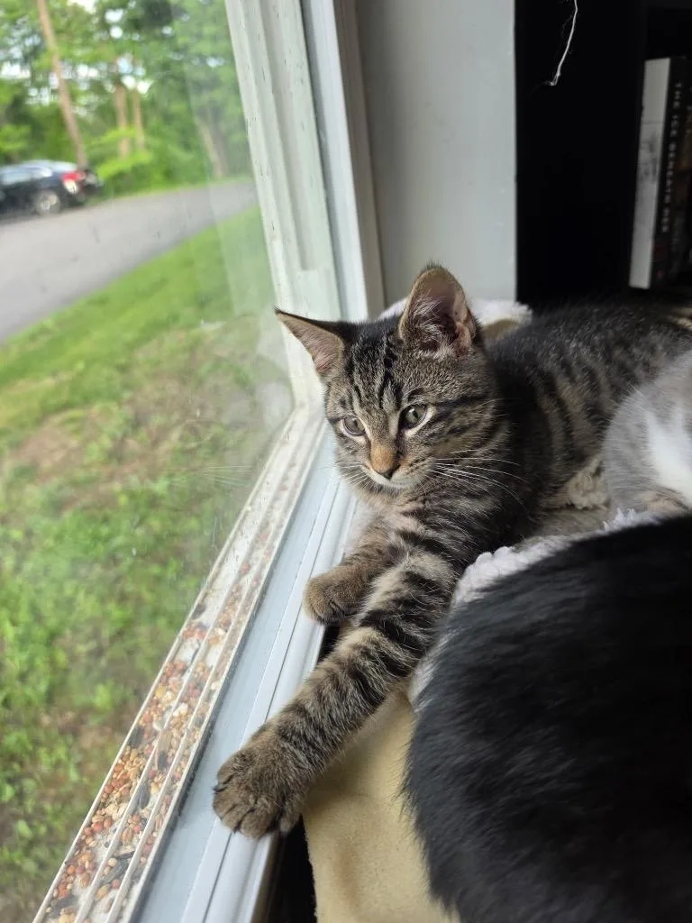 A baby small-sized male Domestic Short Hair cat named Harrison Medway for adoption in Gorham, ME