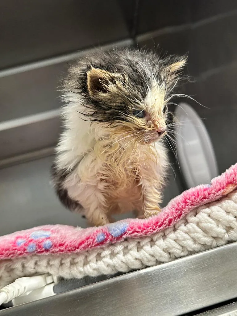 A baby small-sized male American Shorthair cat named Bo Peep for adoption in Sidney, NY