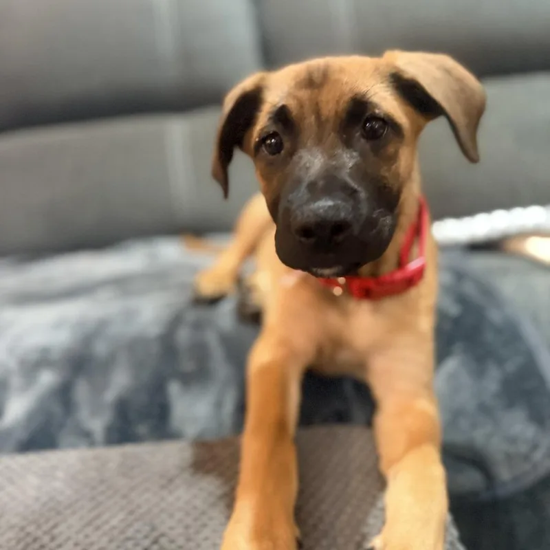 A baby small-sized female Yellow / Tan / Blond / Fawn German Shepherd Dog dog named Miami for adoption in Tyrone, GA