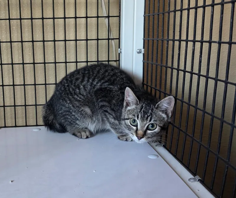 A baby small-sized female Domestic Short Hair cat named Pretty Girl for adoption in Green River, WY