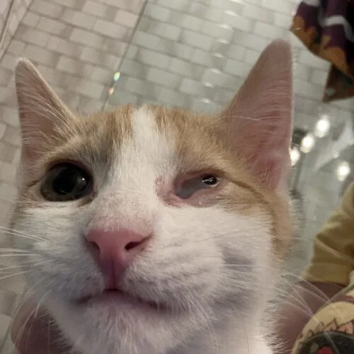 A young medium-sized male Domestic Short Hair cat named Woody for adoption in Tipp City, OH