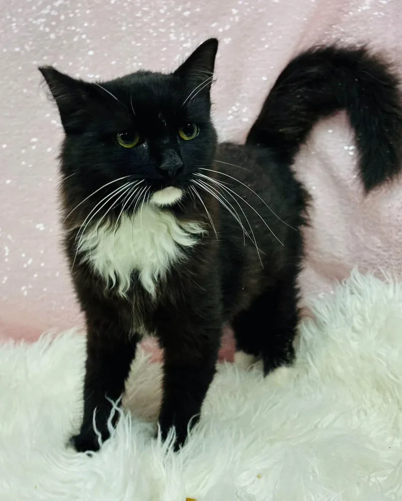 A young medium-sized female Domestic Medium Hair cat named Calypso for adoption in Clarkesville, GA
