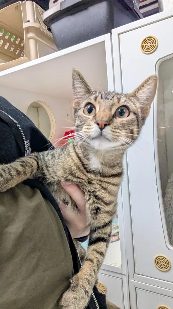 A baby small-sized female Domestic Short Hair cat named Marge for adoption in Fort Worth, TX
