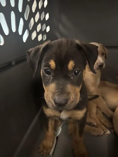 A baby small-sized female Labrador Retriever dog named Peggy Carter for adoption in Corpus Christi, TX