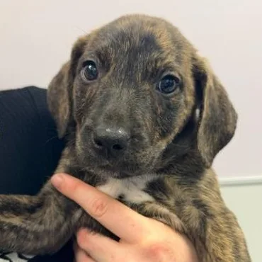 A baby large-sized female Brindle Mixed Breed dog named Lilypad for adoption in Cooperstown, NY