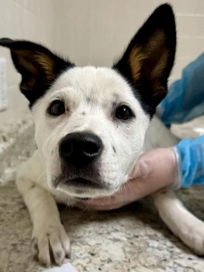 A young medium-sized male Shepherd dog named Dodge for adoption in San Antonio, TX