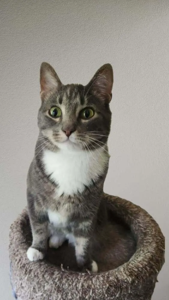 An adult small-sized female Gray / Blue / Silver Domestic Short Hair cat named Sweetie for adoption in Oakville, CT