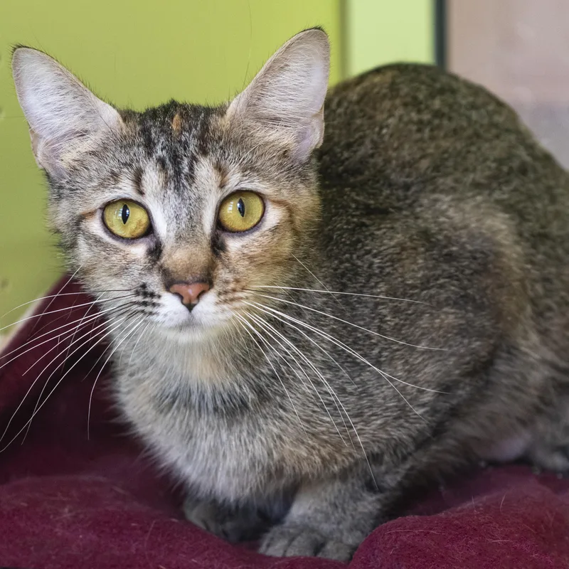 An adult medium-sized female Torbie Domestic Short Hair cat named Robin for adoption in Pontiac, MI