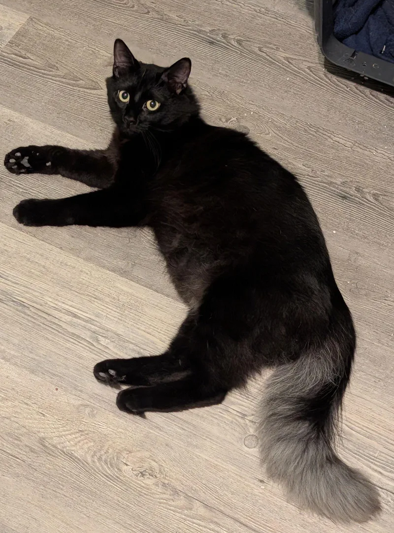 A young medium-sized male Domestic Long Hair cat named Ghost for adoption in Pompano Beach, FL