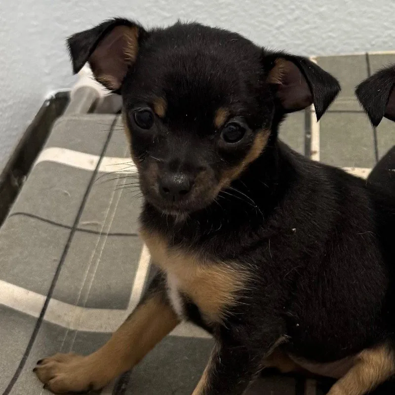 A baby small-sized female Chihuahua dog named Scarlett for adoption in Chico, CA