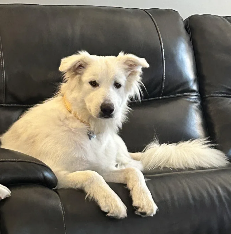An adult medium-sized female White / Cream Great Pyrenees dog named Smiley for adoption in Oswego, IL