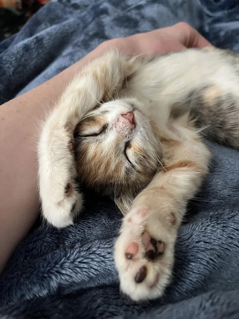 A baby medium-sized female Domestic Short Hair cat named Nutella for adoption in Broomall, PA
