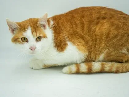 An adult small-sized male Domestic Short Hair cat named Nelly for adoption in Bowling Green, KY