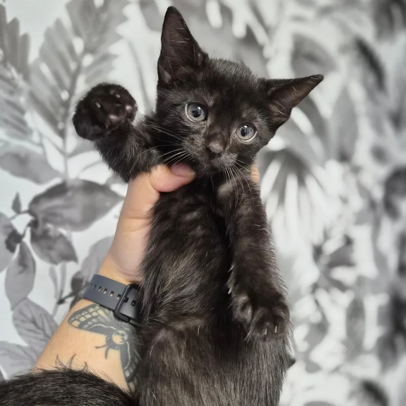A baby small-sized female Cream / Ivory Domestic Short Hair cat named Dippin Dots for adoption in Wahiawa, HI