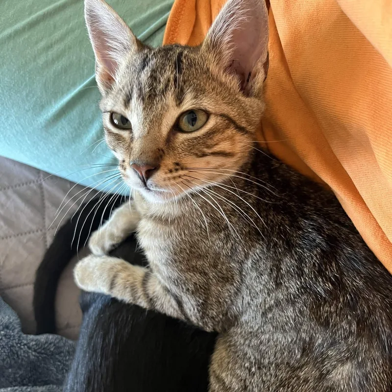 A baby small-sized female Tabby (Buff / Tan / Fawn) American Shorthair cat named Tibby for adoption in Houston, TX