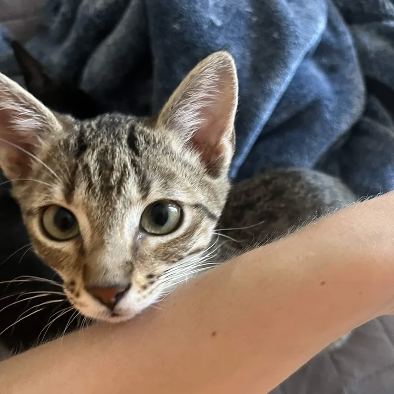 Tibby thumbnail 2