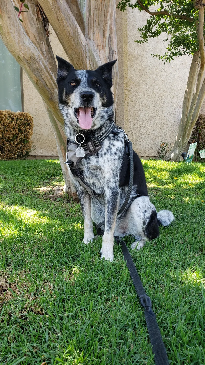 A senior large-sized male Tricolor (Brown, Black, & White) Australian Cattle Dog / Blue Heeler dog named Grayson for adoption in Fresno, CA
