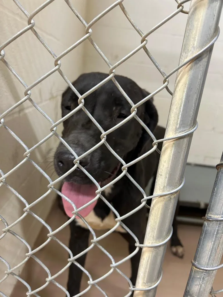 A baby large-sized male Great Dane dog named Rocket for adoption in Nacogdoches, TX