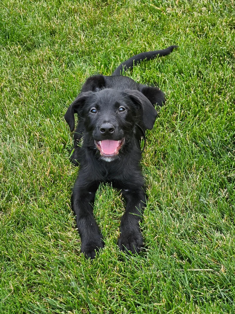 A baby medium-sized female Poodle dog named Jette for adoption in Mokena, IL