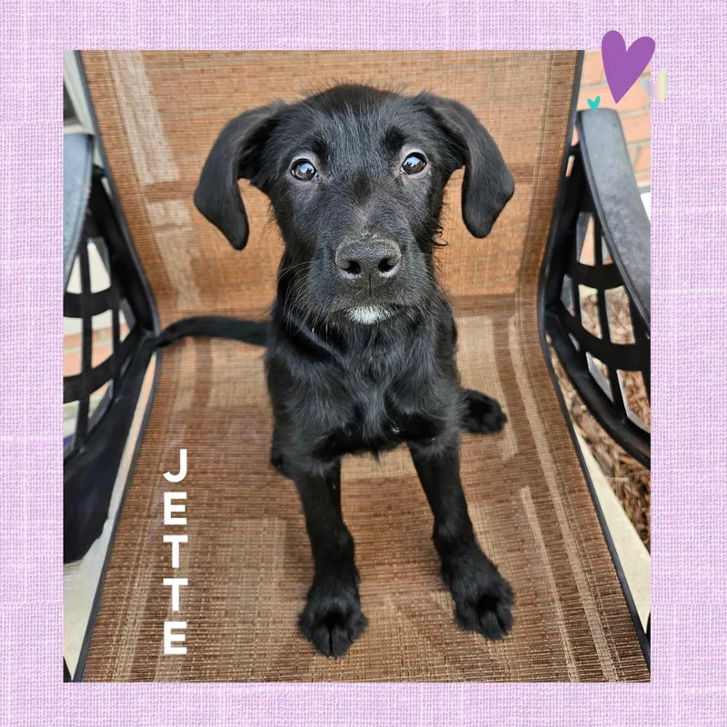 Jette thumbnail 3
