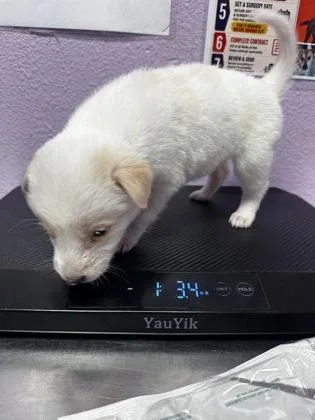 A baby small-sized male White / Cream Mixed Breed dog named 61289820 for adoption in El Paso, TX