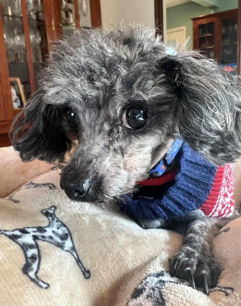 An adult small-sized male Poodle dog named Dobby for adoption in Germantown, OH