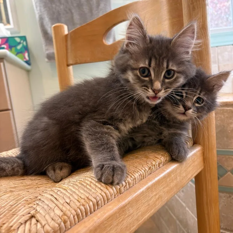 A baby small-sized female Domestic Medium Hair cat named Briar Rose for adoption in Portage, MI