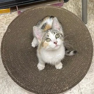 A baby small-sized female Calico Domestic Short Hair cat named Zoey for adoption in Los Angeles, CA