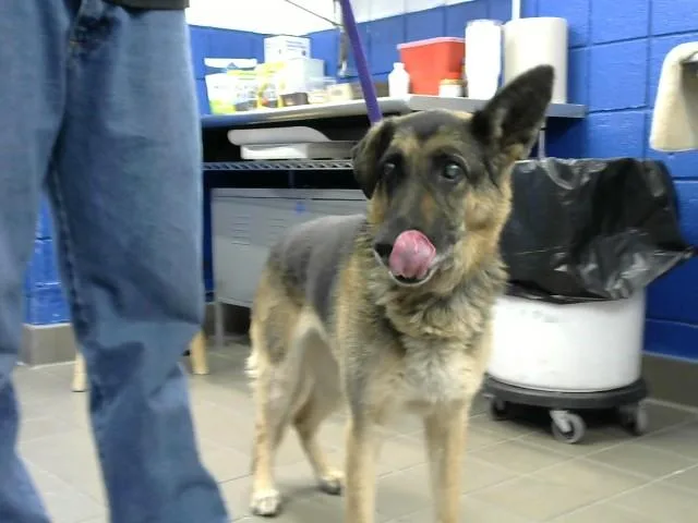 An adult medium-sized female German Shepherd Dog dog named Xana for adoption in Albuquerque, NM