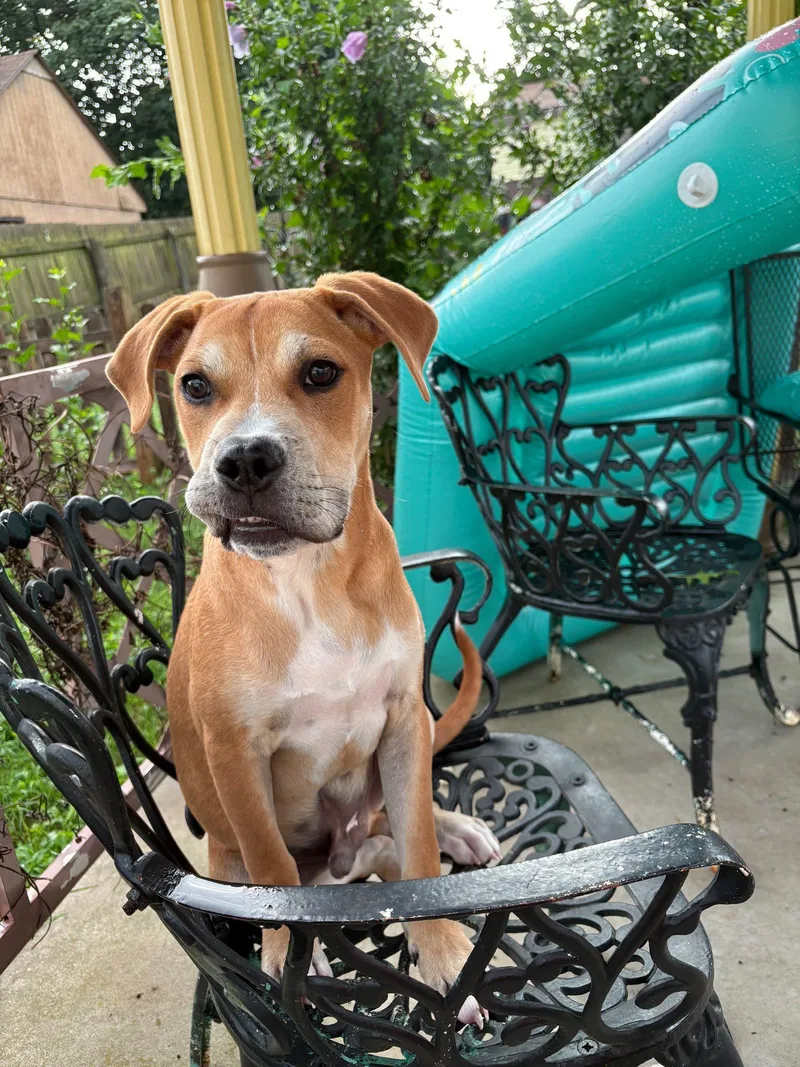 A young small-sized male Mixed Breed dog named Loki for adoption in Glenmoore, PA