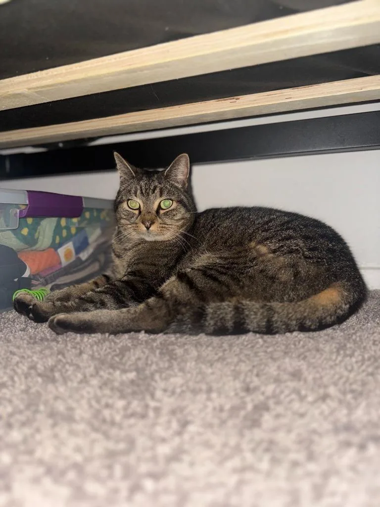 Bundtini thumbnail 2